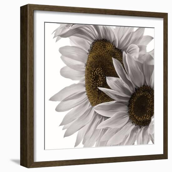 White Softness-Philippe Sainte-Laudy-Framed Photographic Print