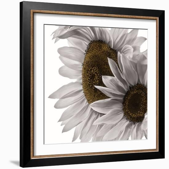 White Softness-Philippe Sainte-Laudy-Framed Photographic Print