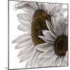 White Softness-Philippe Sainte-Laudy-Mounted Photographic Print