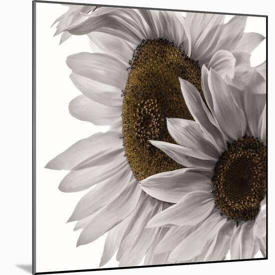 White Softness-Philippe Sainte-Laudy-Mounted Photographic Print