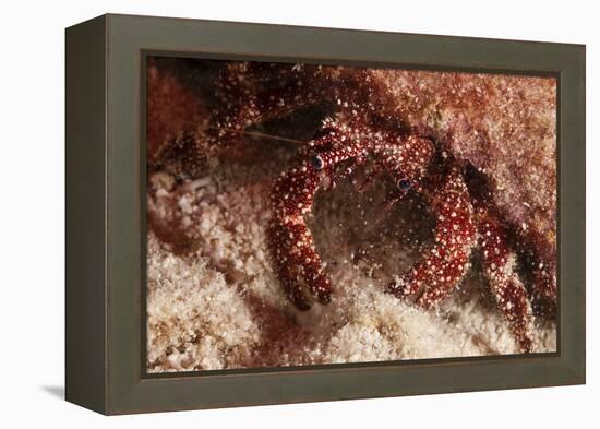 White Speckled Hermit Crab-Michele Westmorland-Framed Premier Image Canvas