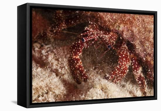 White Speckled Hermit Crab-Michele Westmorland-Framed Premier Image Canvas