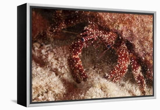 White Speckled Hermit Crab-Michele Westmorland-Framed Premier Image Canvas