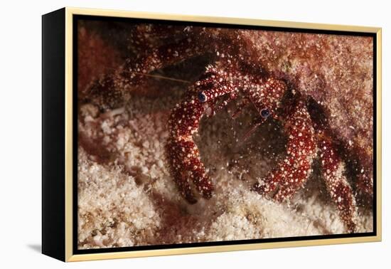 White Speckled Hermit Crab-Michele Westmorland-Framed Premier Image Canvas