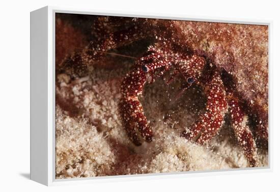 White Speckled Hermit Crab-Michele Westmorland-Framed Premier Image Canvas