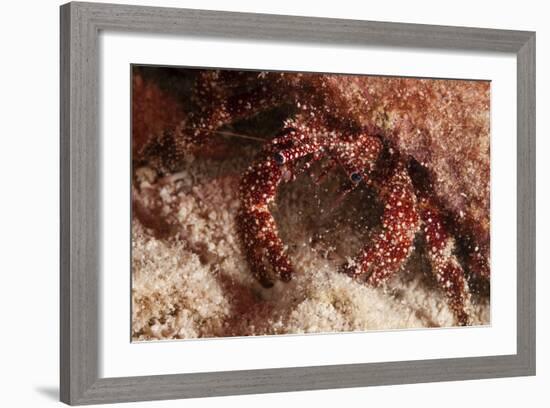 White Speckled Hermit Crab-Michele Westmorland-Framed Photographic Print