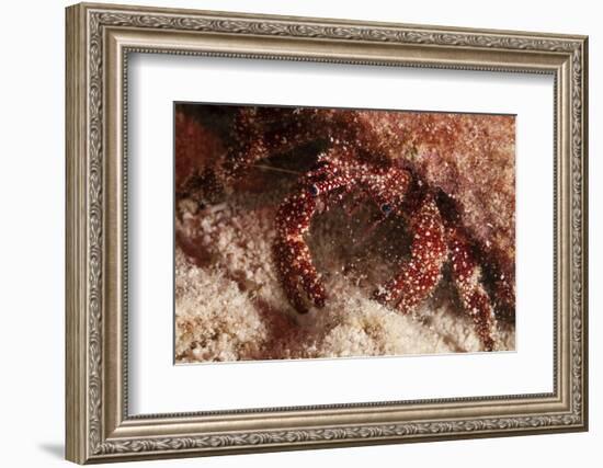 White Speckled Hermit Crab-Michele Westmorland-Framed Photographic Print