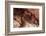 White Speckled Hermit Crab-Michele Westmorland-Framed Photographic Print