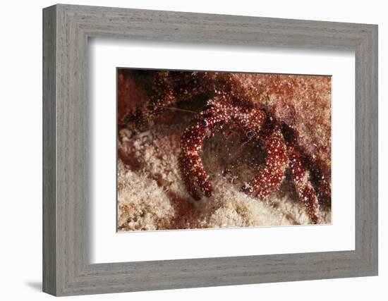 White Speckled Hermit Crab-Michele Westmorland-Framed Photographic Print