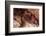 White Speckled Hermit Crab-Michele Westmorland-Framed Photographic Print