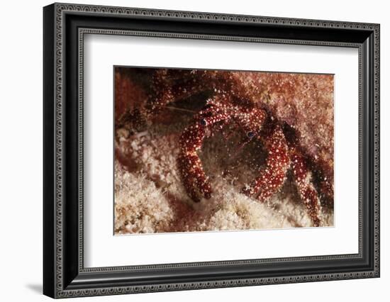 White Speckled Hermit Crab-Michele Westmorland-Framed Photographic Print