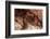 White Speckled Hermit Crab-Michele Westmorland-Framed Photographic Print