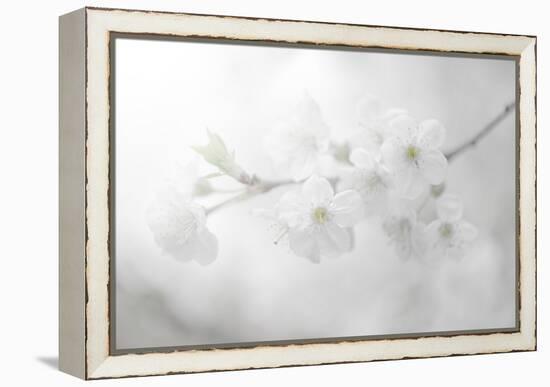 White Spirit and Positive Sensations-Philippe Sainte-Laudy-Framed Premier Image Canvas