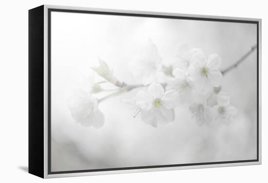 White Spirit and Positive Sensations-Philippe Sainte-Laudy-Framed Premier Image Canvas