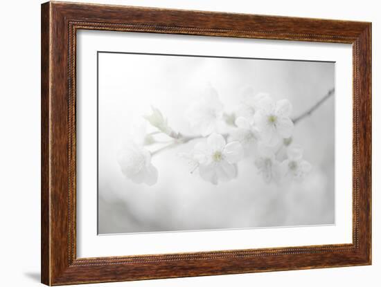 White Spirit and Positive Sensations-Philippe Sainte-Laudy-Framed Photographic Print