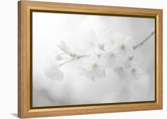 White Spirit and Positive Sensations-Philippe Sainte-Laudy-Framed Premier Image Canvas