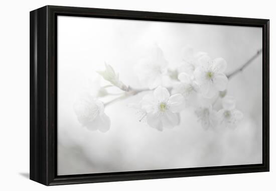 White Spirit and Positive Sensations-Philippe Sainte-Laudy-Framed Premier Image Canvas