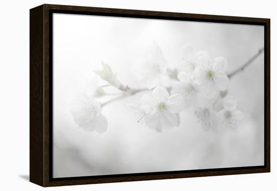 White Spirit and Positive Sensations-Philippe Sainte-Laudy-Framed Premier Image Canvas