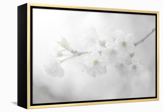 White Spirit and Positive Sensations-Philippe Sainte-Laudy-Framed Premier Image Canvas