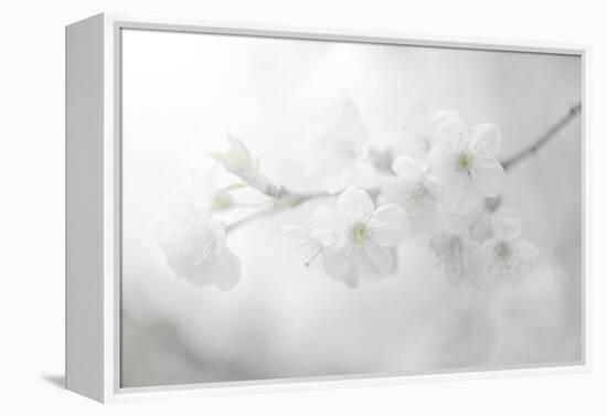 White Spirit and Positive Sensations-Philippe Sainte-Laudy-Framed Premier Image Canvas