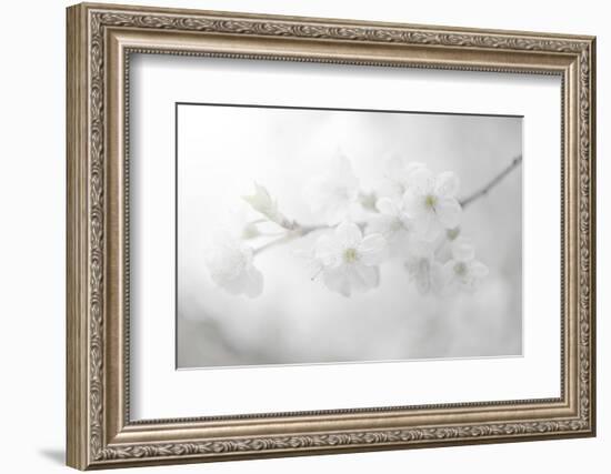 White Spirit and Positive Sensations-Philippe Sainte-Laudy-Framed Photographic Print