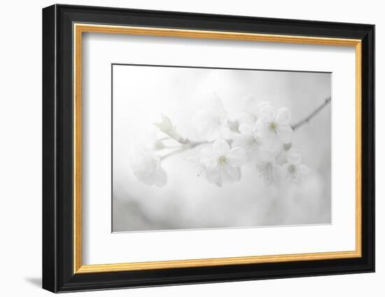 White Spirit and Positive Sensations-Philippe Sainte-Laudy-Framed Photographic Print