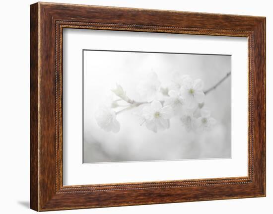 White Spirit and Positive Sensations-Philippe Sainte-Laudy-Framed Premium Photographic Print