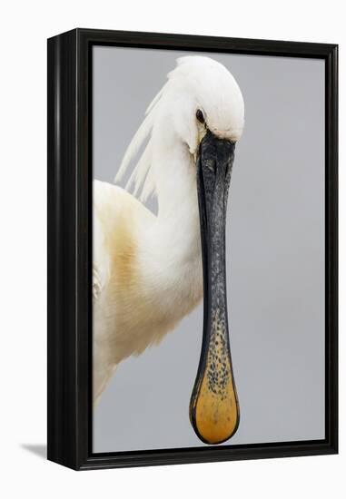 White Spoonbill (Platalea Leucorodia) Portrait, Pusztaszer, Hungary, May 2008-Varesvuo-Framed Premier Image Canvas