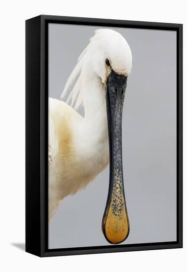 White Spoonbill (Platalea Leucorodia) Portrait, Pusztaszer, Hungary, May 2008-Varesvuo-Framed Premier Image Canvas