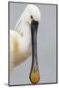 White Spoonbill (Platalea Leucorodia) Portrait, Pusztaszer, Hungary, May 2008-Varesvuo-Mounted Photographic Print