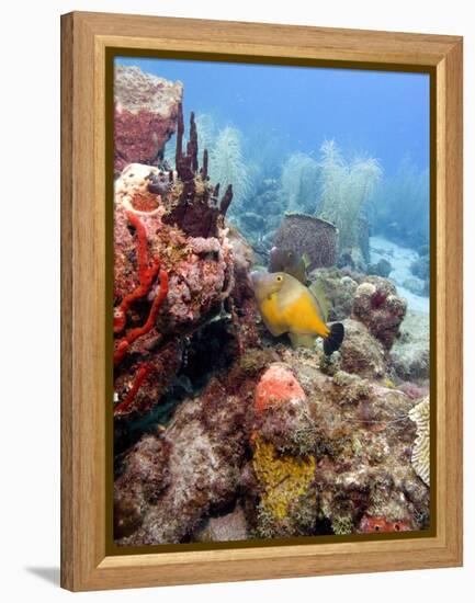 White Spotted Filefish (Cantherhines Macrocerus), St Lucia, West Indies, Caribbean, Central America-Lisa Collins-Framed Premier Image Canvas