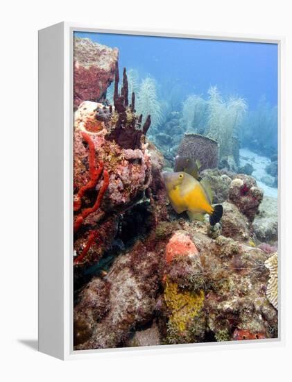 White Spotted Filefish (Cantherhines Macrocerus), St Lucia, West Indies, Caribbean, Central America-Lisa Collins-Framed Premier Image Canvas