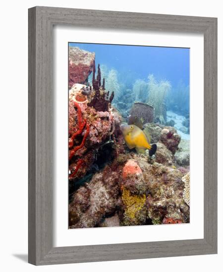 White Spotted Filefish (Cantherhines Macrocerus), St Lucia, West Indies, Caribbean, Central America-Lisa Collins-Framed Photographic Print