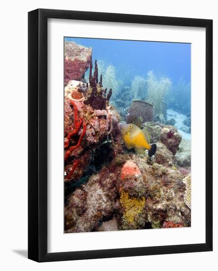 White Spotted Filefish (Cantherhines Macrocerus), St Lucia, West Indies, Caribbean, Central America-Lisa Collins-Framed Photographic Print