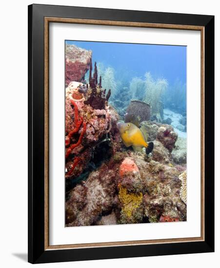 White Spotted Filefish (Cantherhines Macrocerus), St Lucia, West Indies, Caribbean, Central America-Lisa Collins-Framed Photographic Print