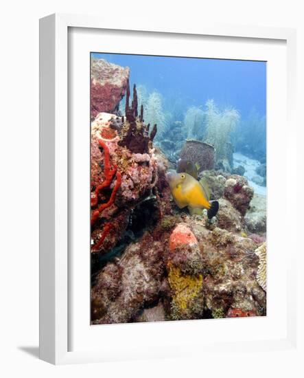 White Spotted Filefish (Cantherhines Macrocerus), St Lucia, West Indies, Caribbean, Central America-Lisa Collins-Framed Photographic Print