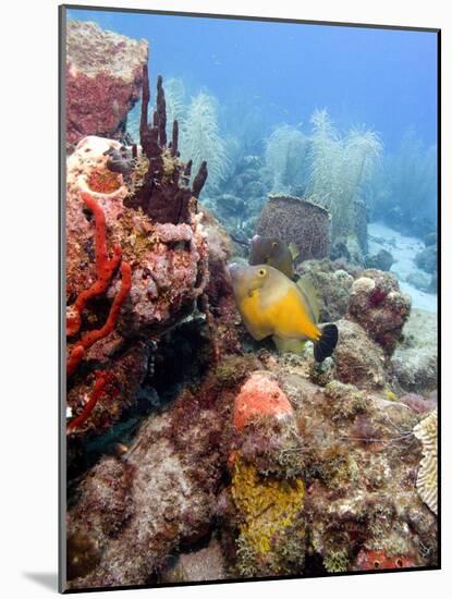 White Spotted Filefish (Cantherhines Macrocerus), St Lucia, West Indies, Caribbean, Central America-Lisa Collins-Mounted Photographic Print