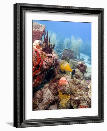 White Spotted Filefish (Cantherhines Macrocerus), St Lucia, West Indies, Caribbean, Central America-Lisa Collins-Framed Photographic Print