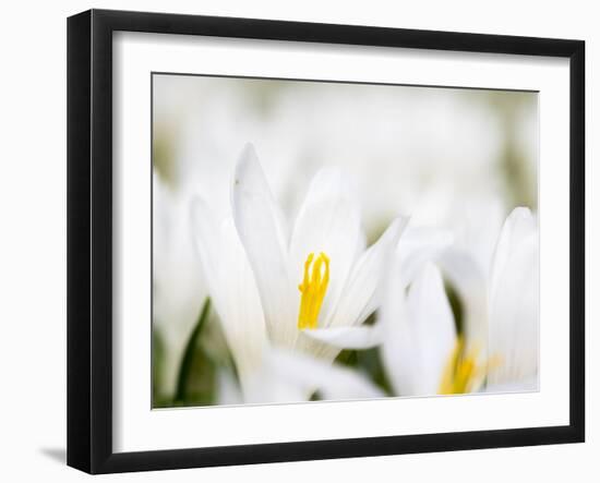 White Spring Crocus in Full Bloom in the Eastern Alps. Germany, Bavaria-Martin Zwick-Framed Photographic Print