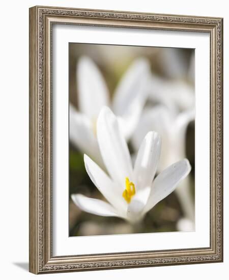 White Spring Crocus in Full Bloom in the Eastern Alps. Germany, Bavaria-Martin Zwick-Framed Photographic Print