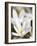 White Spring Crocus in Full Bloom in the Eastern Alps. Germany, Bavaria-Martin Zwick-Framed Photographic Print