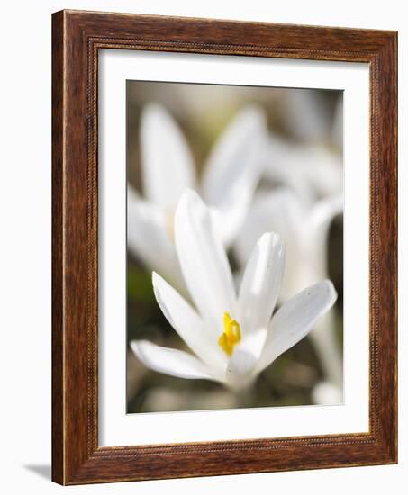 White Spring Crocus in Full Bloom in the Eastern Alps. Germany, Bavaria-Martin Zwick-Framed Photographic Print