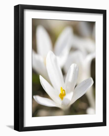 White Spring Crocus in Full Bloom in the Eastern Alps. Germany, Bavaria-Martin Zwick-Framed Photographic Print