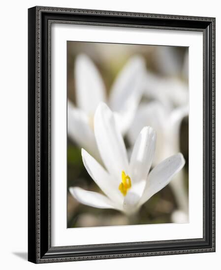 White Spring Crocus in Full Bloom in the Eastern Alps. Germany, Bavaria-Martin Zwick-Framed Photographic Print