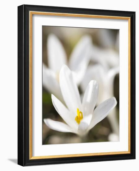 White Spring Crocus in Full Bloom in the Eastern Alps. Germany, Bavaria-Martin Zwick-Framed Photographic Print