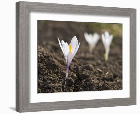 White Spring Crocus in Full Bloom in the Eastern Alps. Germany, Bavaria-Martin Zwick-Framed Photographic Print