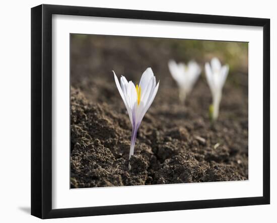 White Spring Crocus in Full Bloom in the Eastern Alps. Germany, Bavaria-Martin Zwick-Framed Photographic Print