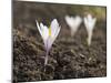 White Spring Crocus in Full Bloom in the Eastern Alps. Germany, Bavaria-Martin Zwick-Mounted Photographic Print