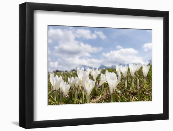 White Spring Crocus in Full Bloom in the Eastern Alps. Germany, Bavaria-Martin Zwick-Framed Photographic Print