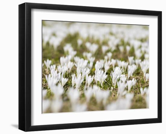 White Spring Crocus in Full Bloom in the Eastern Alps. Germany, Bavaria-Martin Zwick-Framed Photographic Print